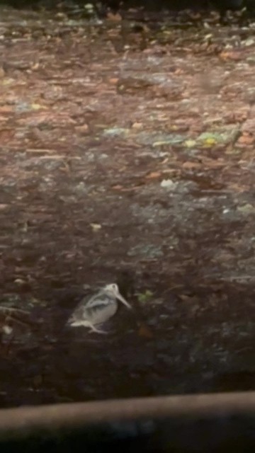 American Woodcock - ML644410366