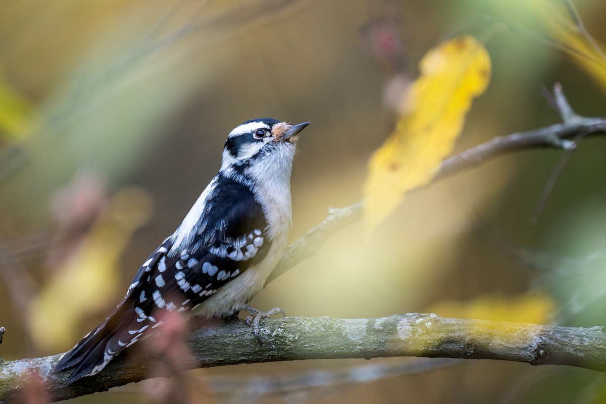 strakapoud osikový - ML644410371