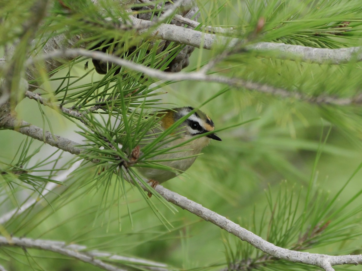 Common Firecrest - ML644410375