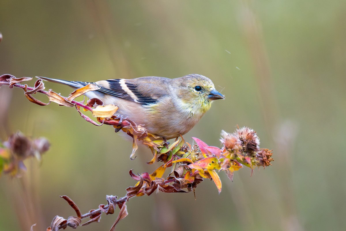 čížek žlutý - ML644410378