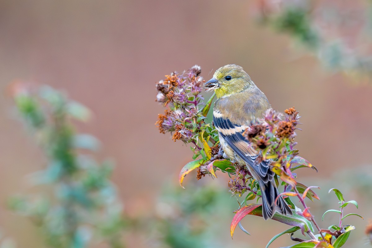 čížek žlutý - ML644410379