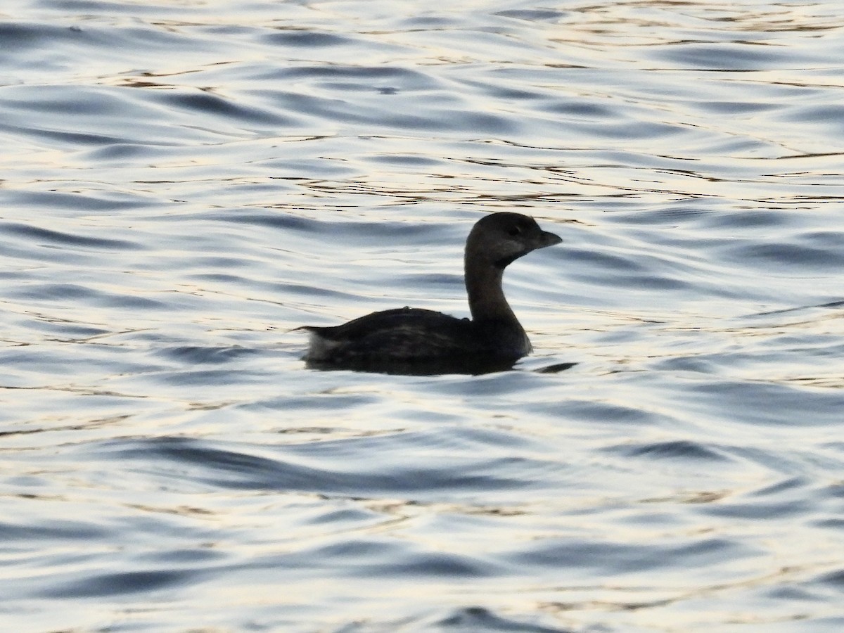 オビハシカイツブリ - ML644410380