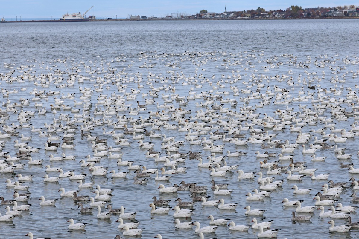 Oie des neiges - ML644410384