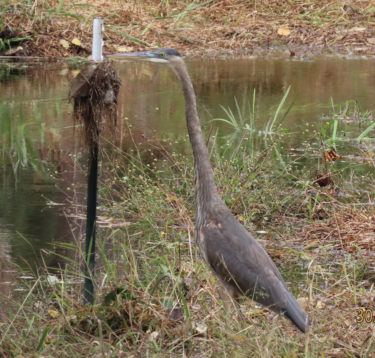 Great Blue Heron - ML644410385