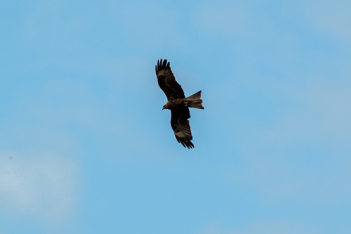 Сохор элээ - ML644410386