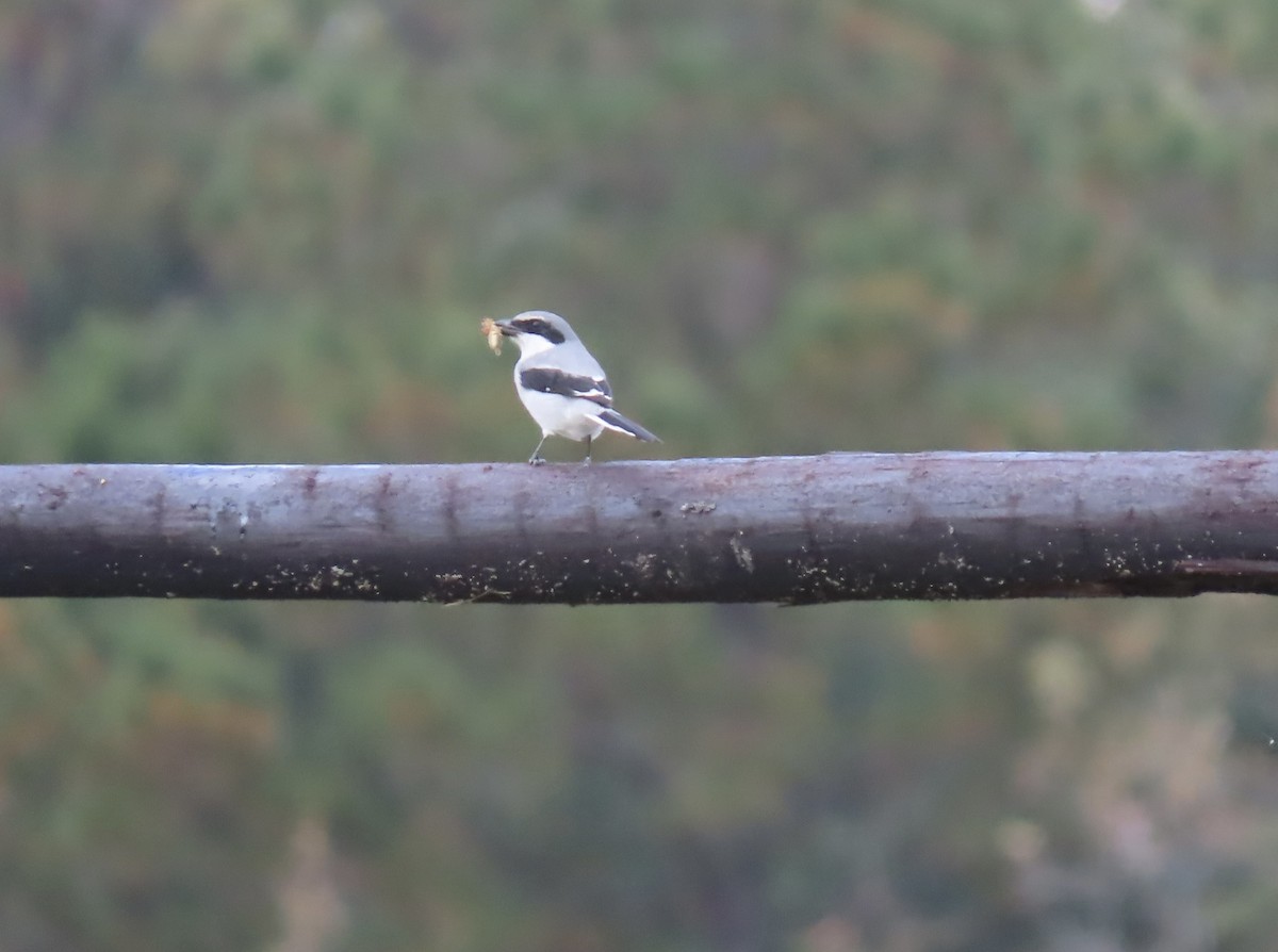 Loggerhead Shrike - ML644410387