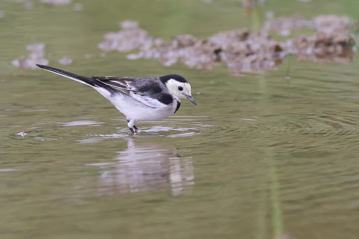 Bachstelze - ML644410390