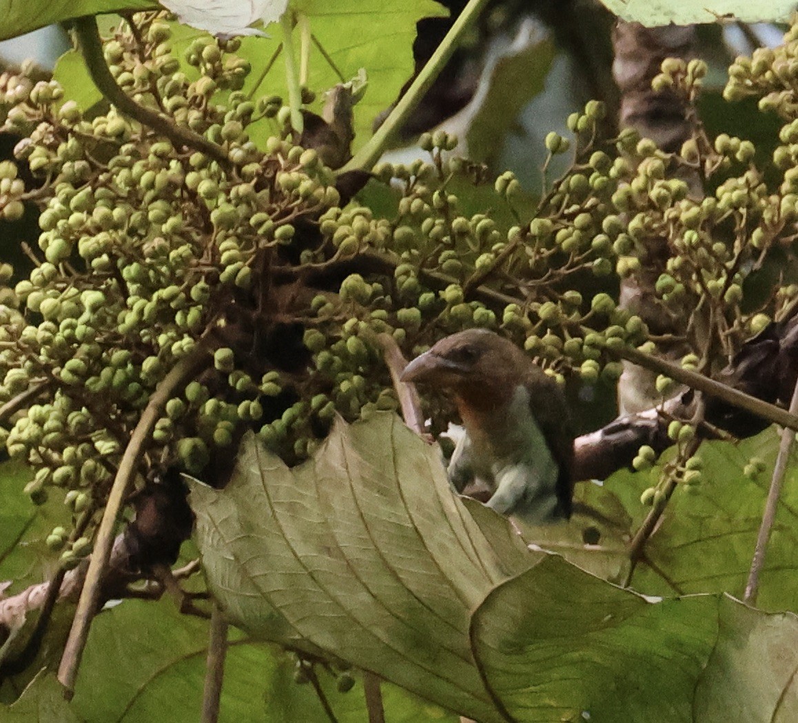 Brown Barbet - ML644410395