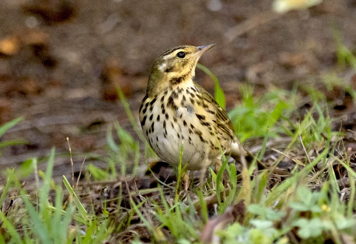 Olive-backed Pipit - ML644410399