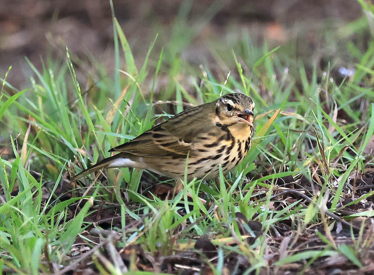 Olive-backed Pipit - ML644410401