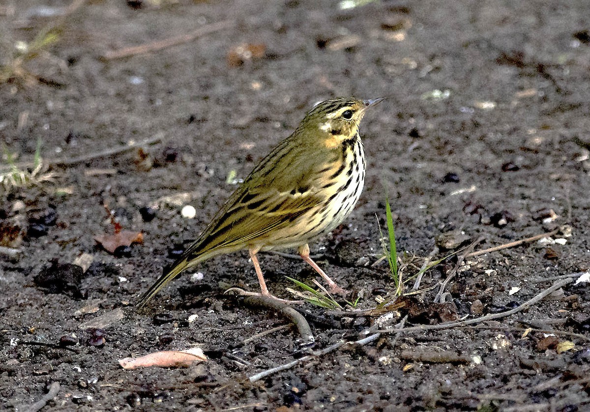Olive-backed Pipit - ML644410403