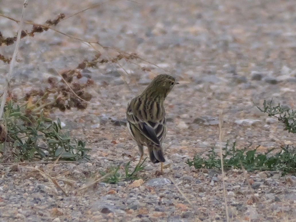 Нугын шийхнүүхэй - ML644410406