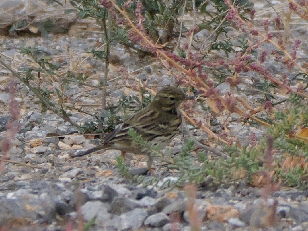 Нугын шийхнүүхэй - ML644410407