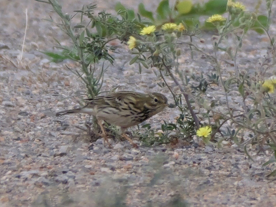 Нугын шийхнүүхэй - ML644410408