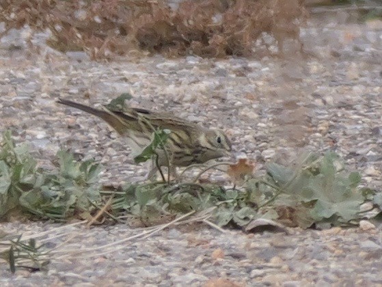 Нугын шийхнүүхэй - ML644410409