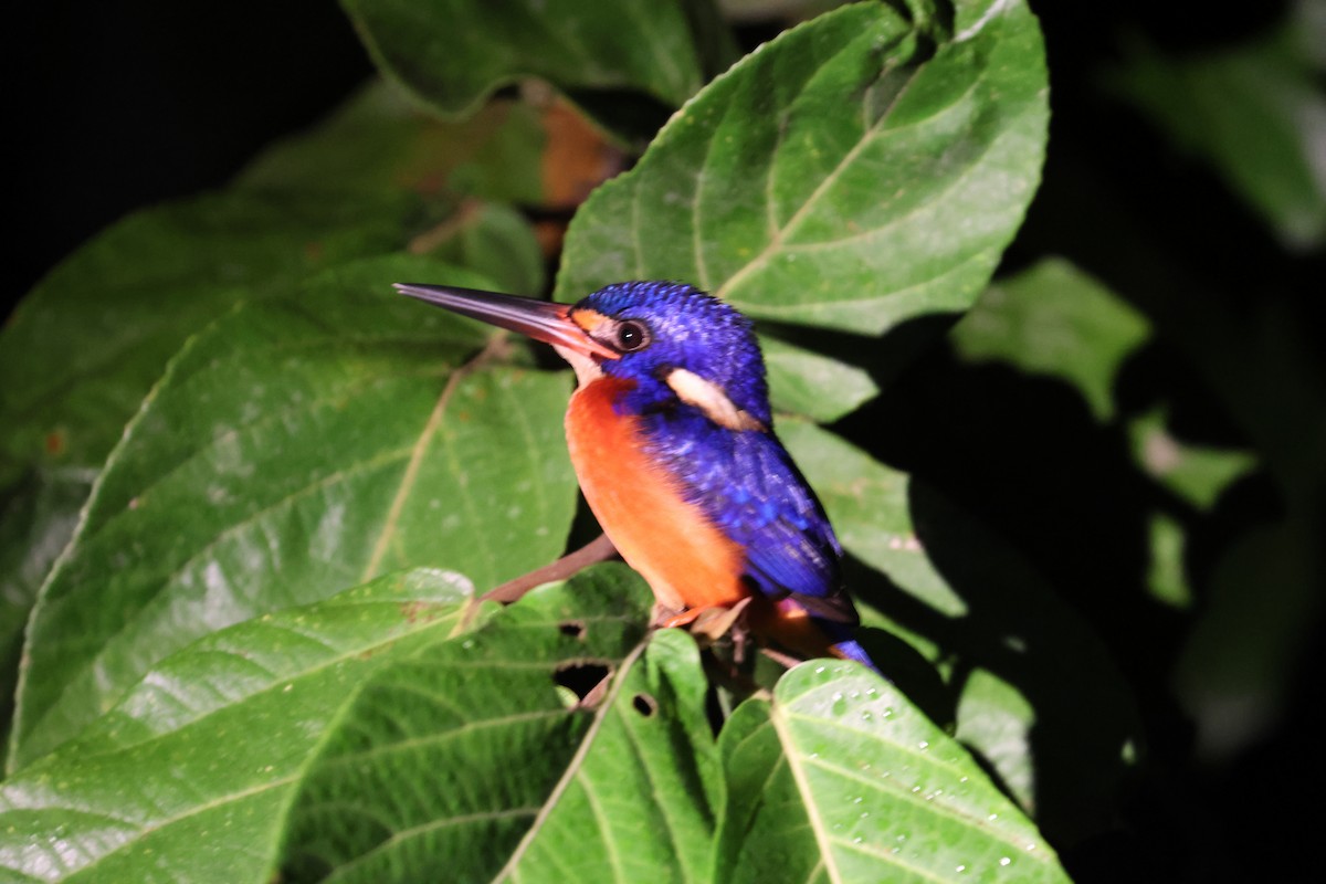 Рибалочка темно-синій - ML644410441