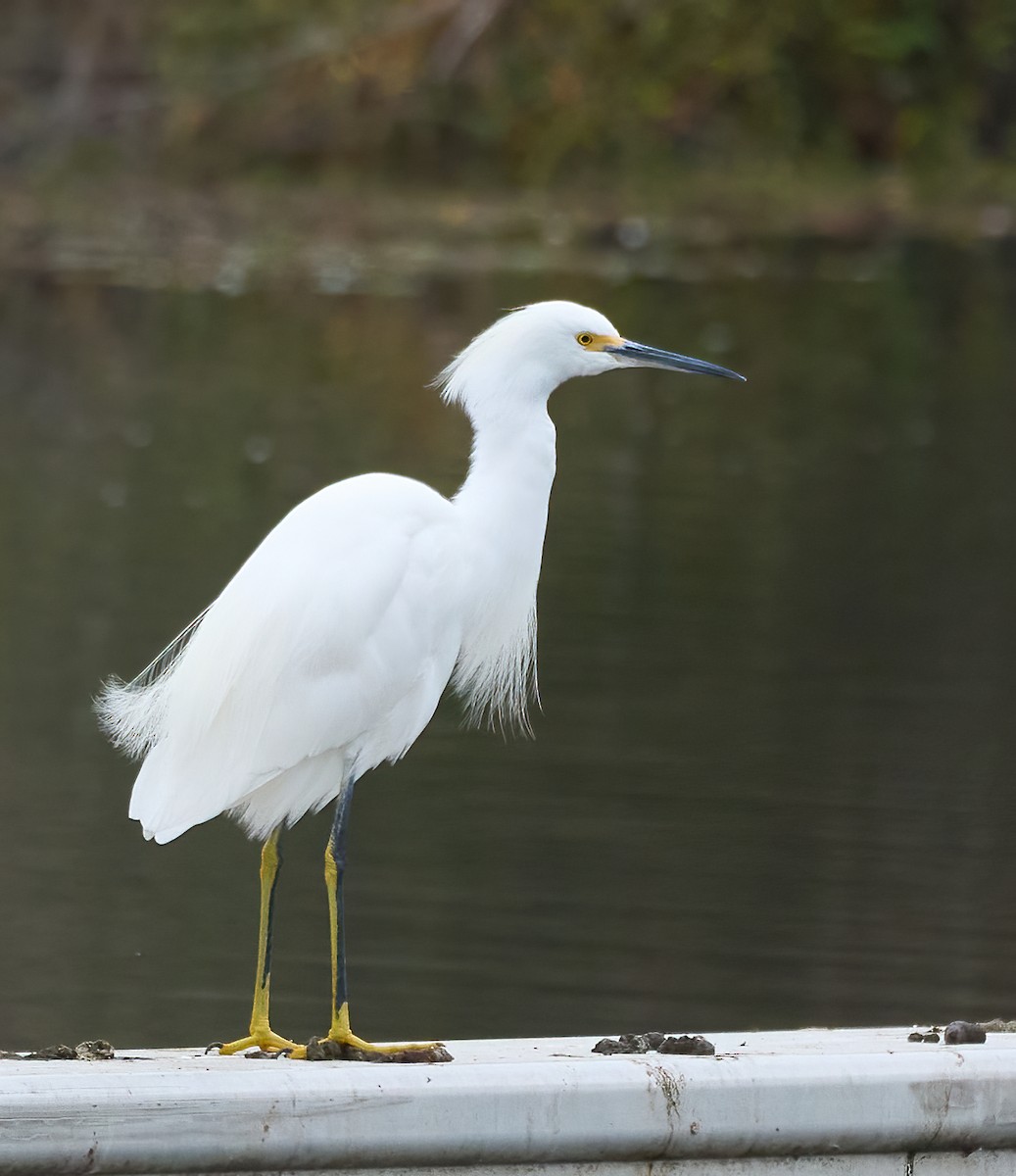 ユキコサギ - ML644410445