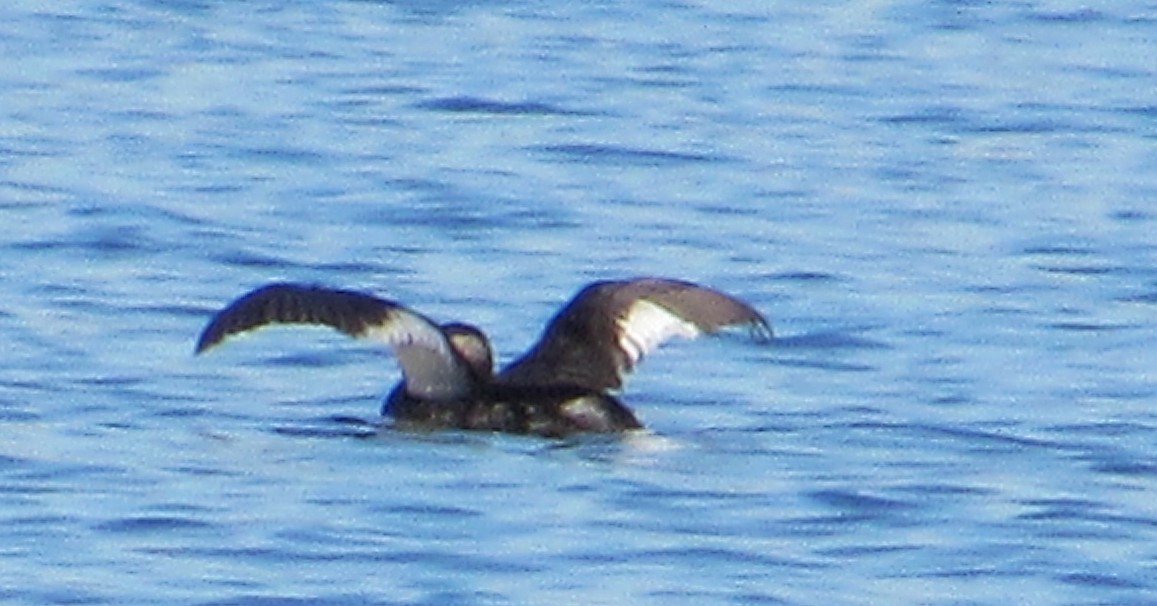 Буурал шунгуур - ML644410446