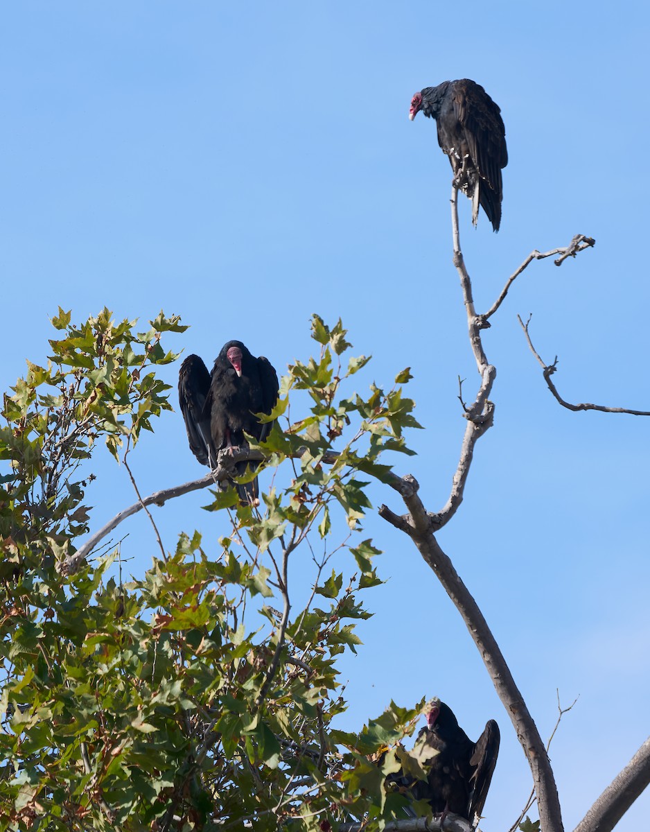 Turkey Vulture - ML644410449