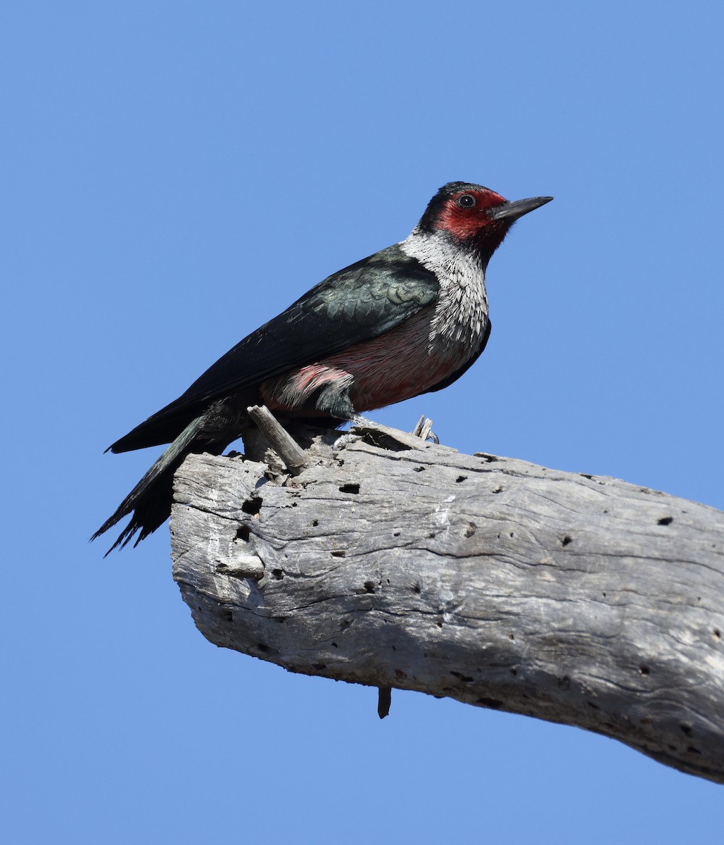 Blutgesichtspecht - ML644410453