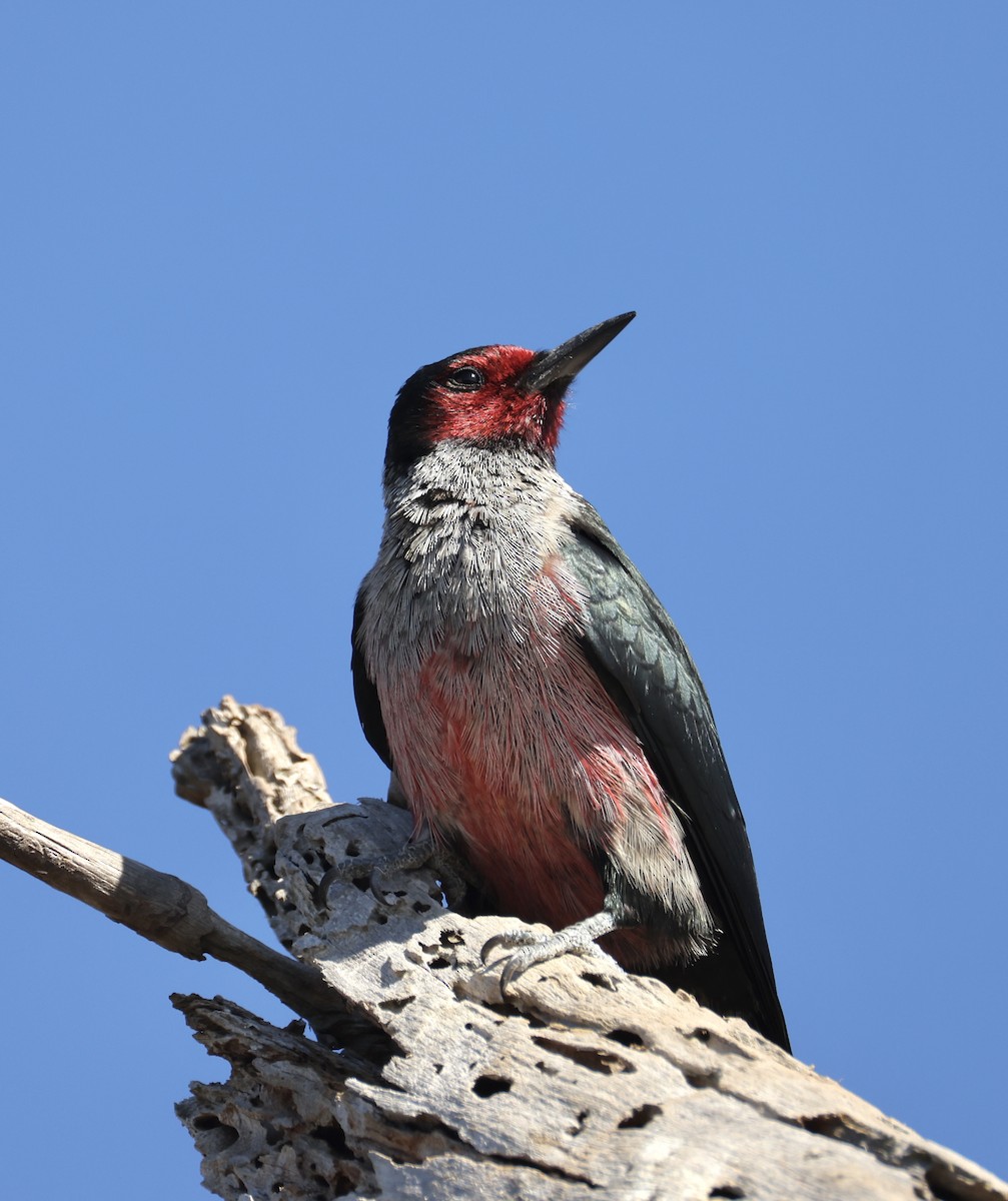 Blutgesichtspecht - ML644410454