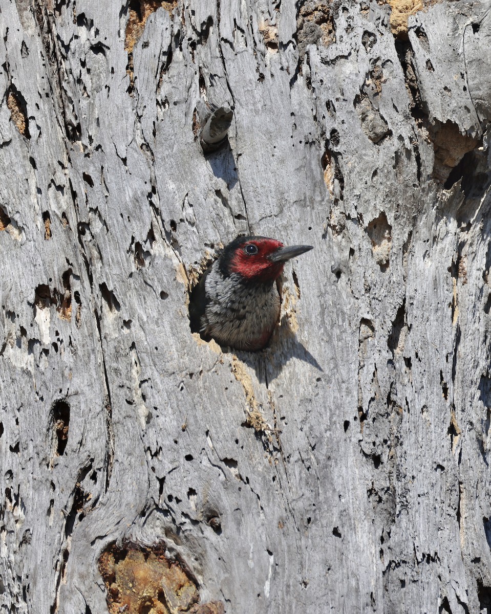 Blutgesichtspecht - ML644410455