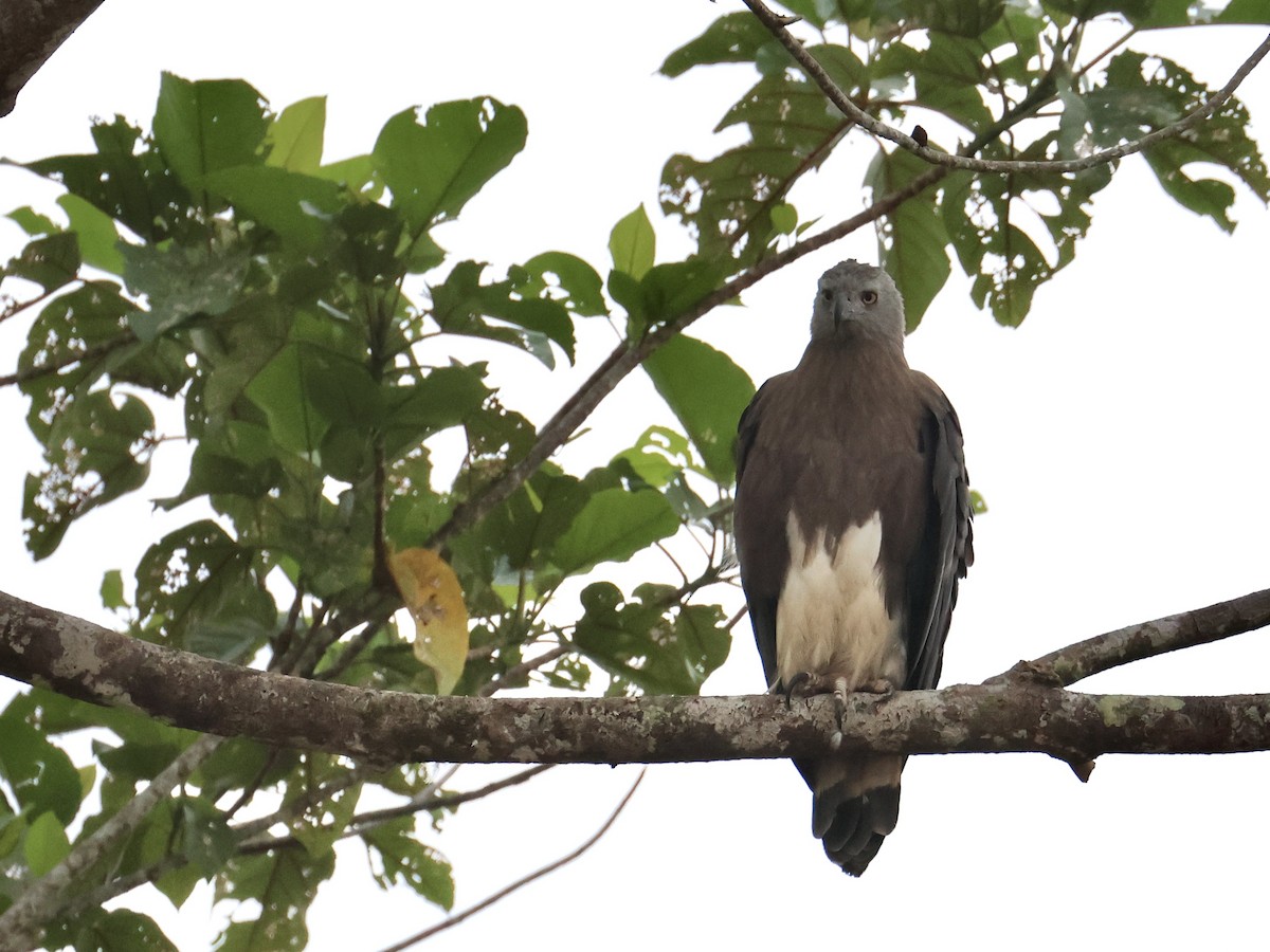 Gray-headed Fish-Eagle - ML644410459