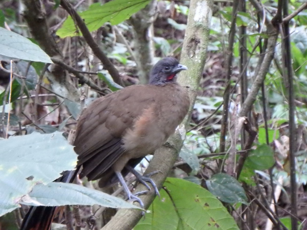 Rufous-vented Chachalaca - ML644410460