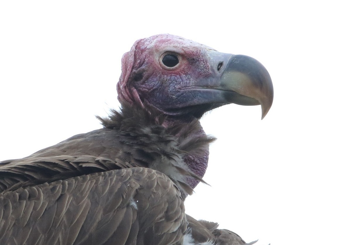 sup ušatý - ML644410470