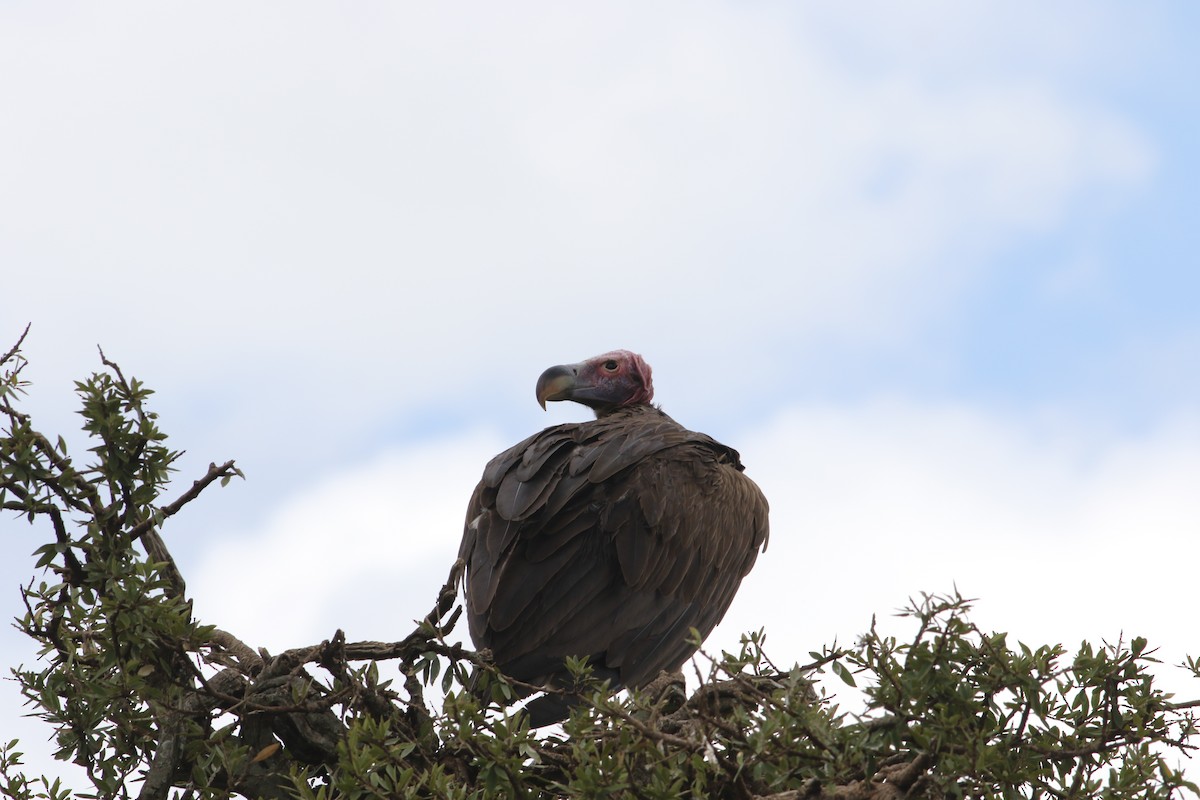 sup ušatý - ML644410471