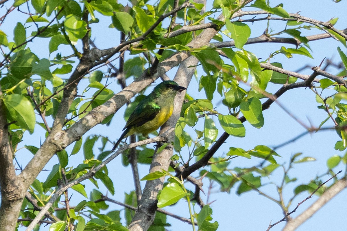 Collared Sunbird - ML644410486