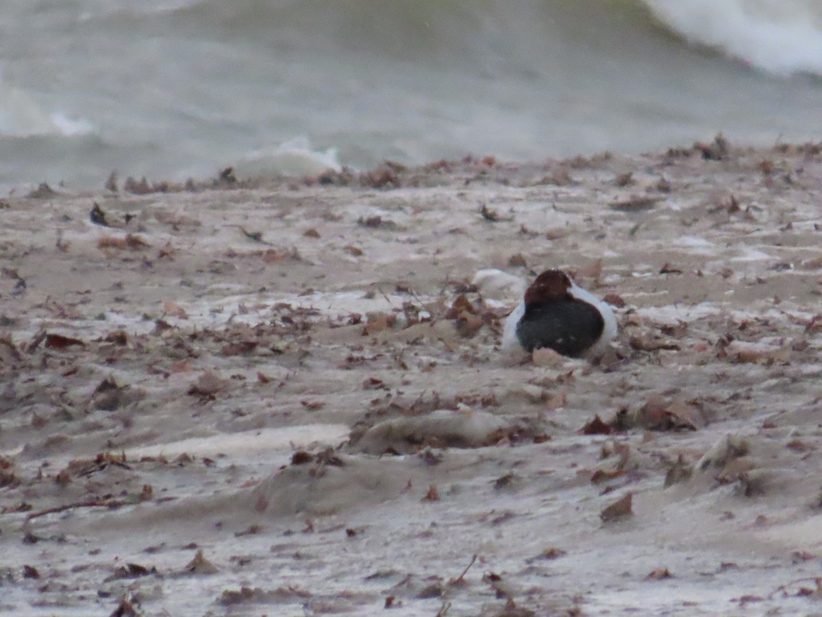 Canvasback - ML644410488