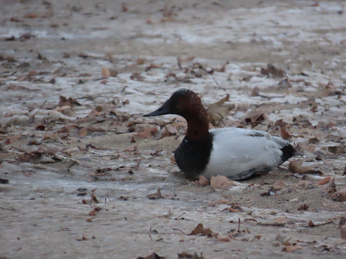 Canvasback - ML644410489