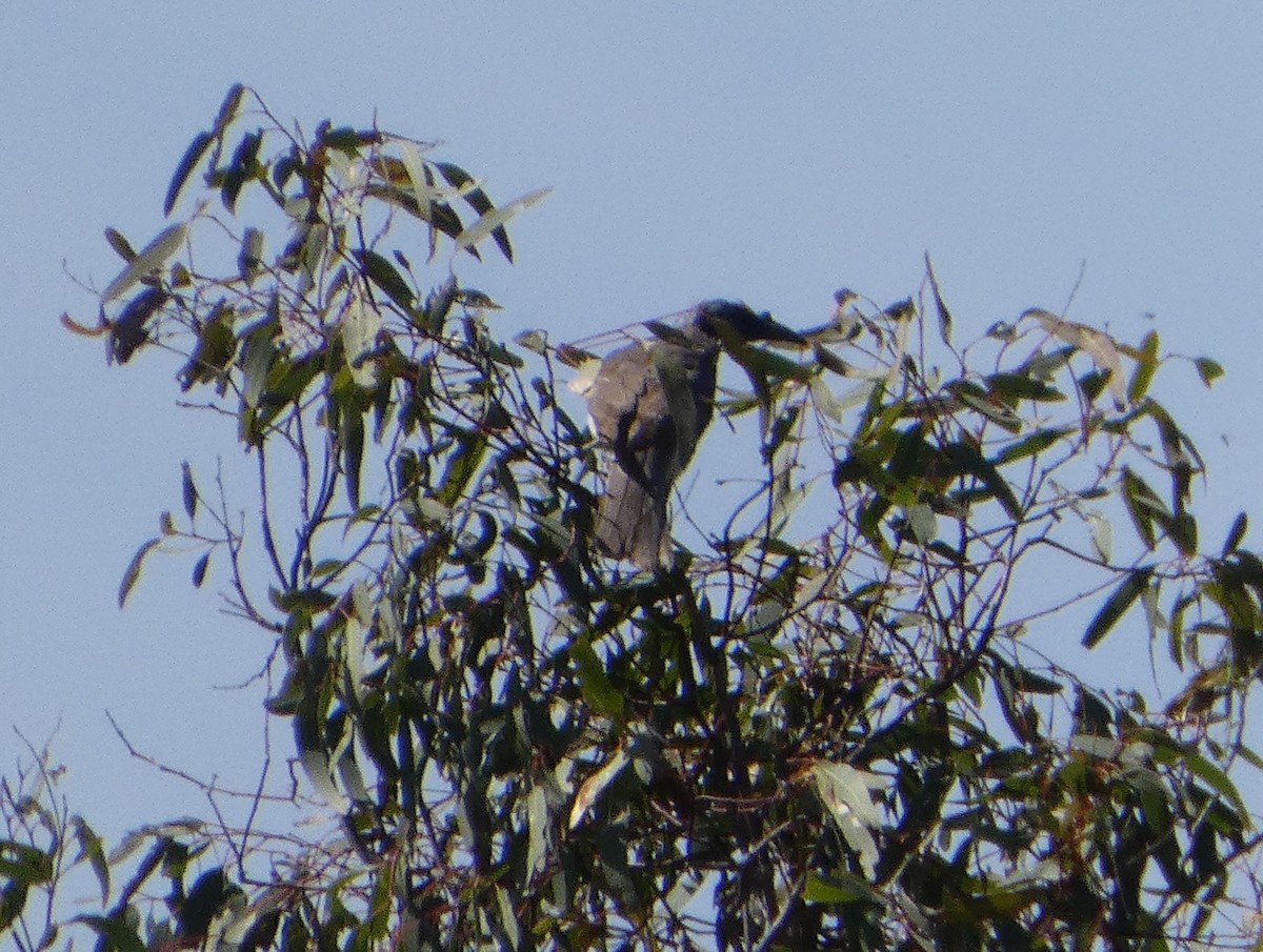 Noisy Friarbird - ML644410497