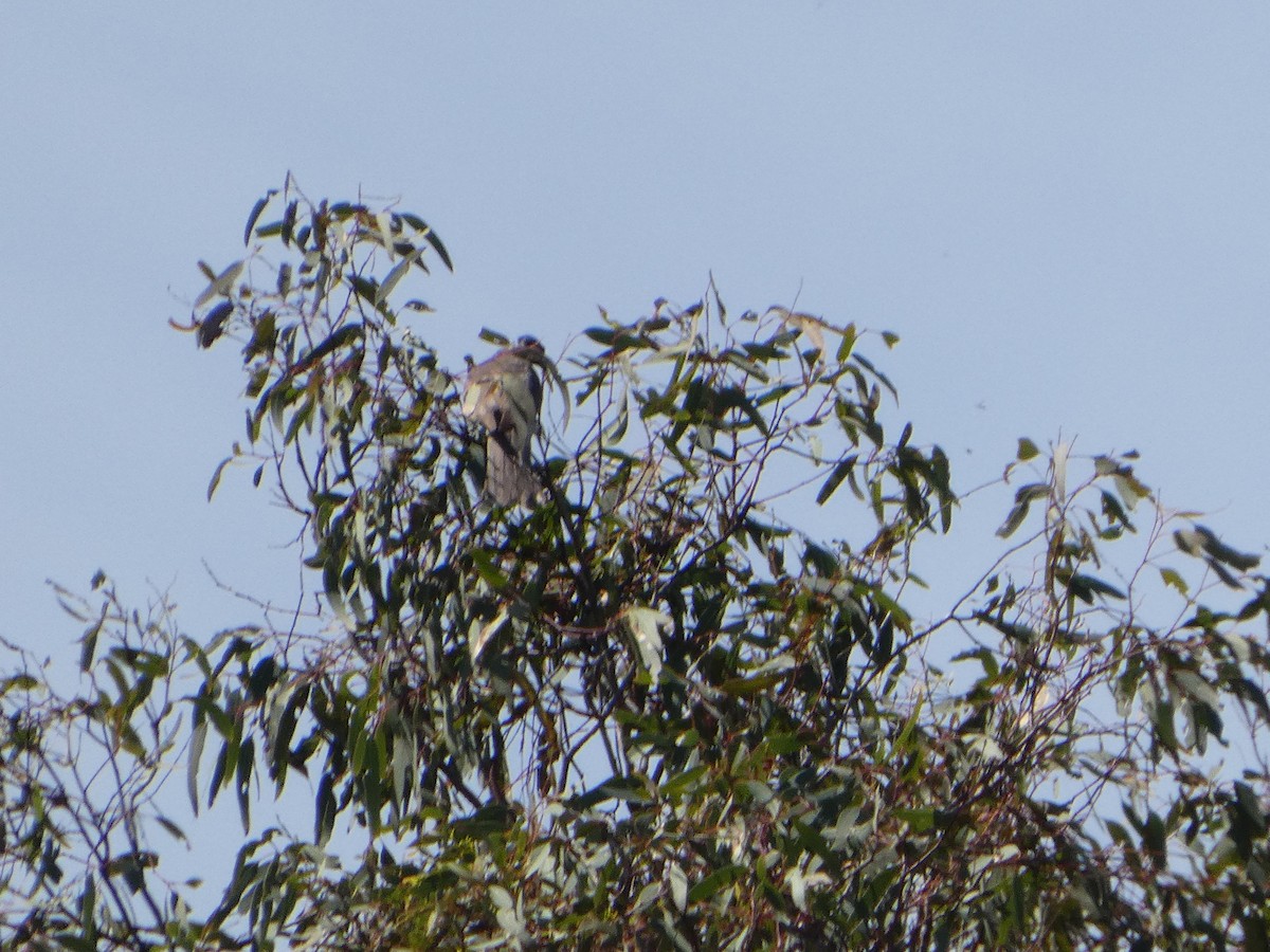 Noisy Friarbird - ML644410498