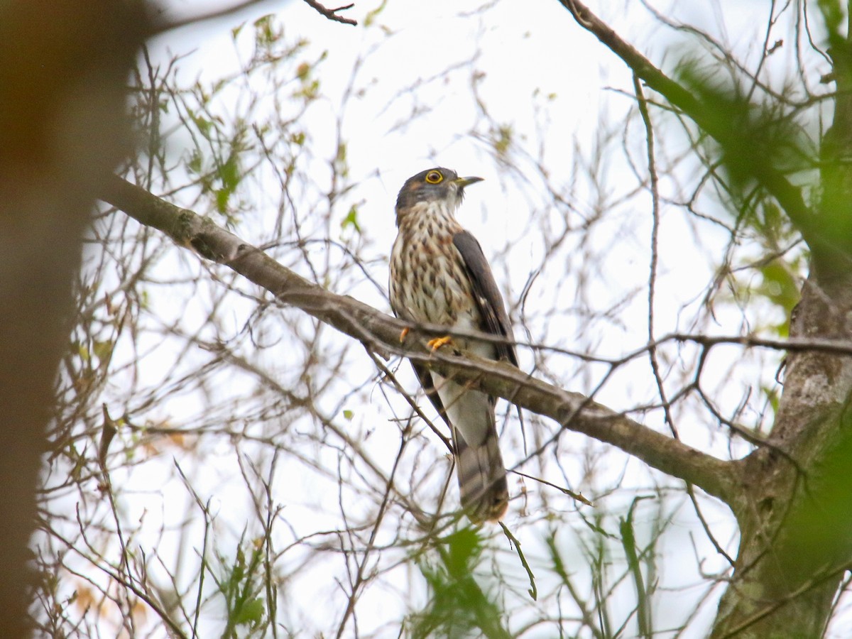 Hodgson's Hawk-Cuckoo - ML644410502