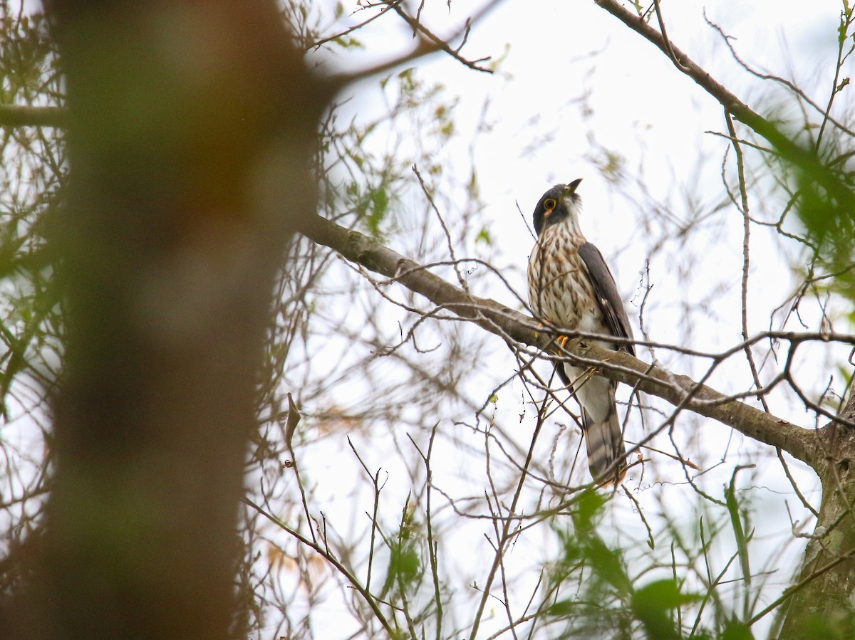 Hodgson's Hawk-Cuckoo - ML644410508