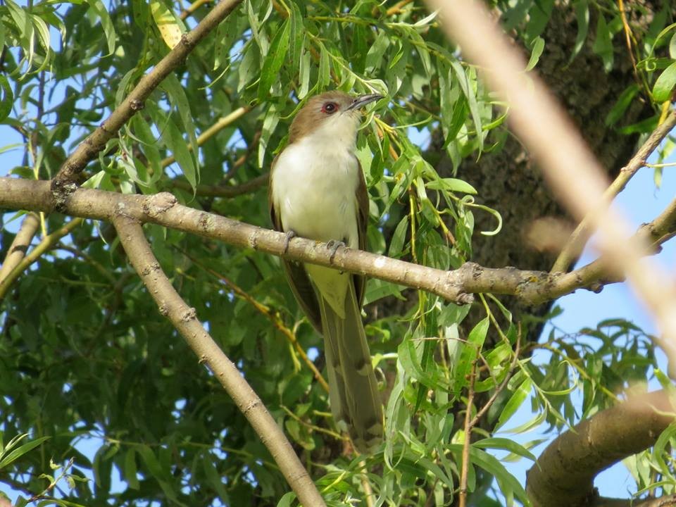 Black-billed Cuckoo - COG Club des ornithologues de la Gaspésie