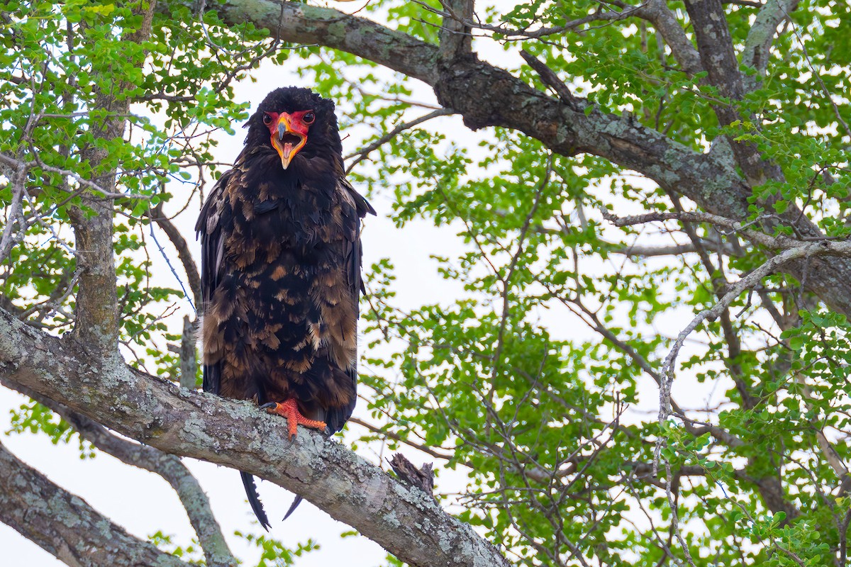 Bateleur des savanes - ML644410520