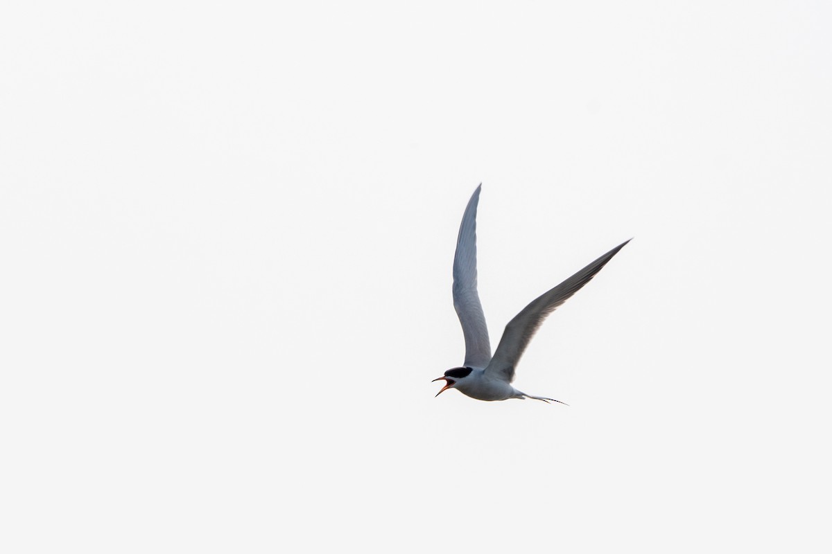 Forster's Tern - ML644410523