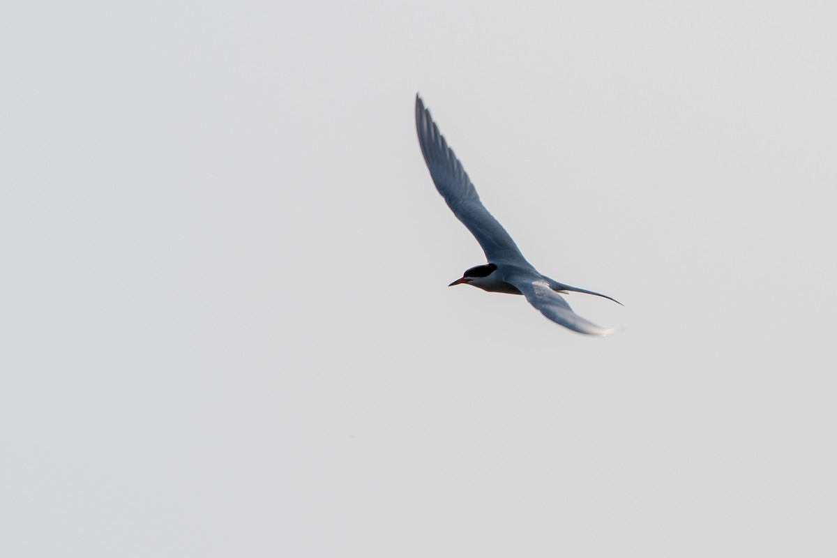 Forster's Tern - ML644410524