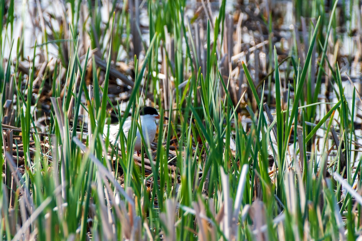 Forster's Tern - ML644410525
