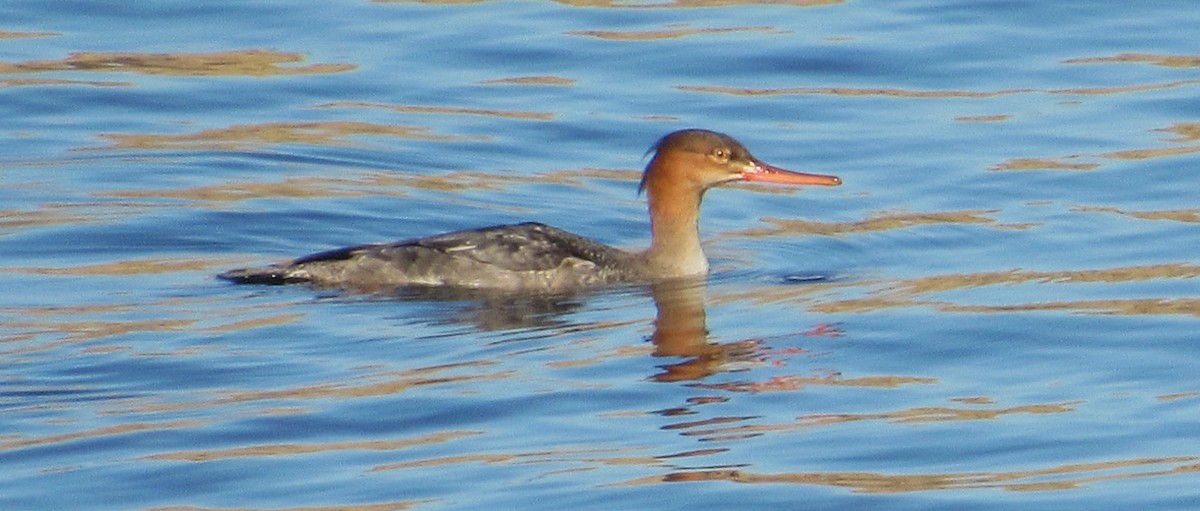 Сэвгэр бохио - ML644410549