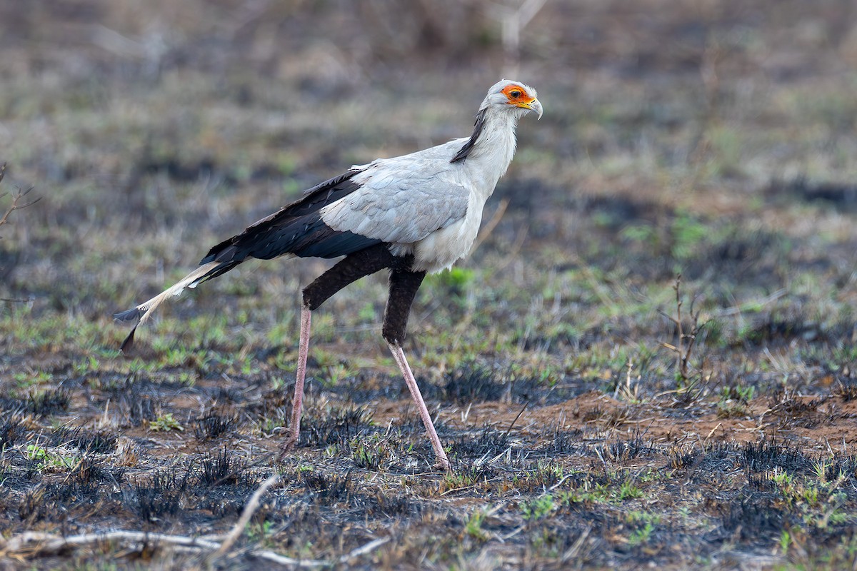 ヘビクイワシ - ML644410558