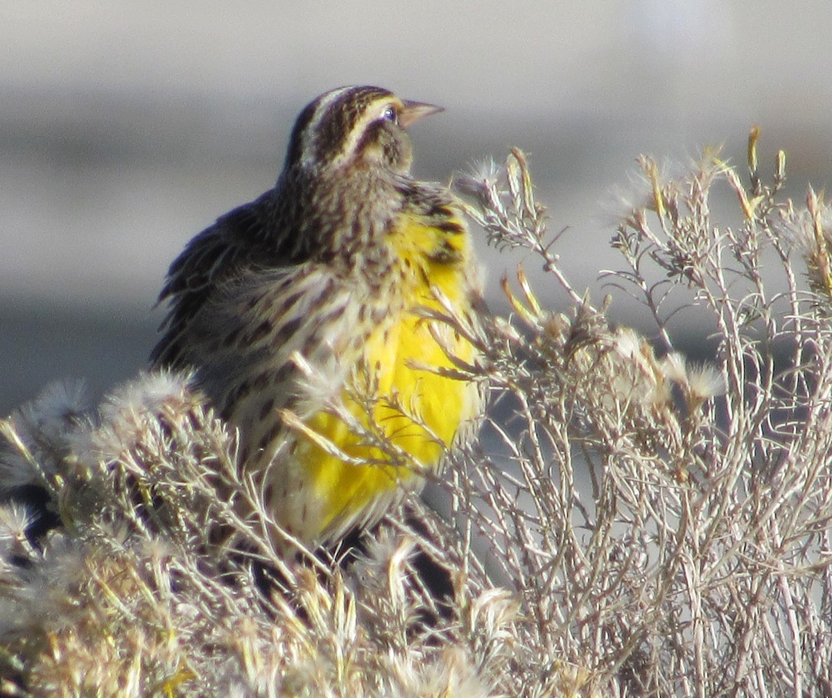 Western Meadowlark - ML644410559