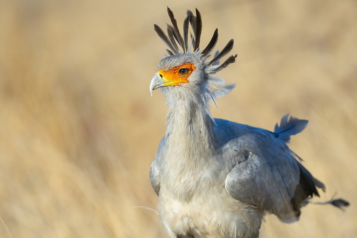 ヘビクイワシ - ML644410568