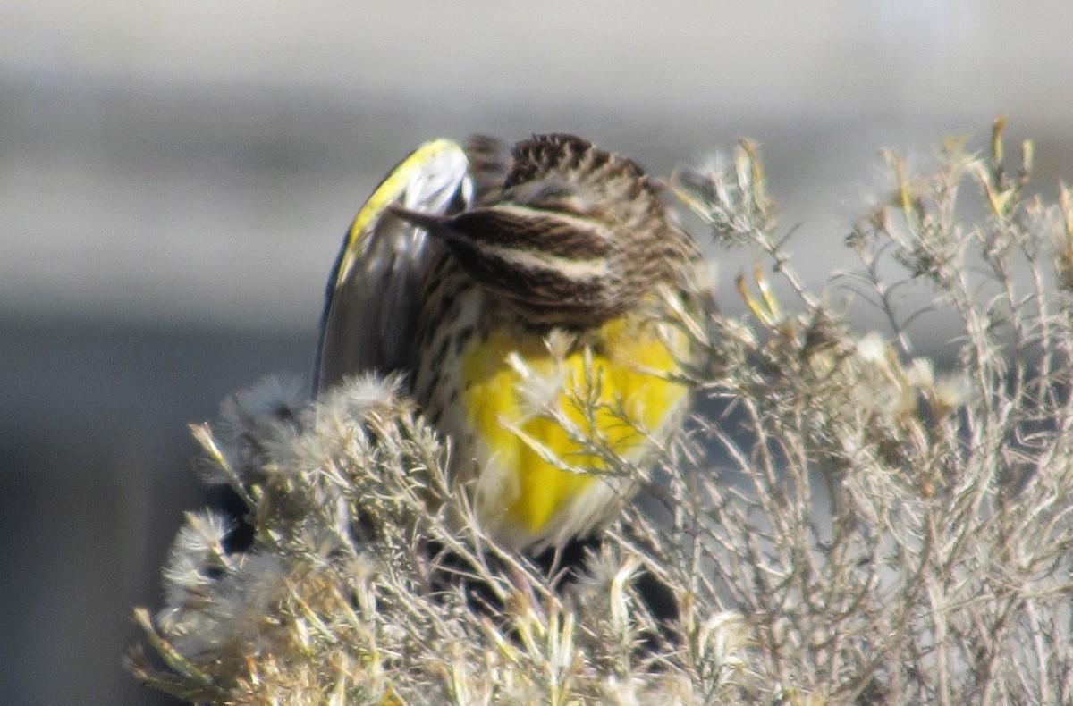 Western Meadowlark - ML644410569