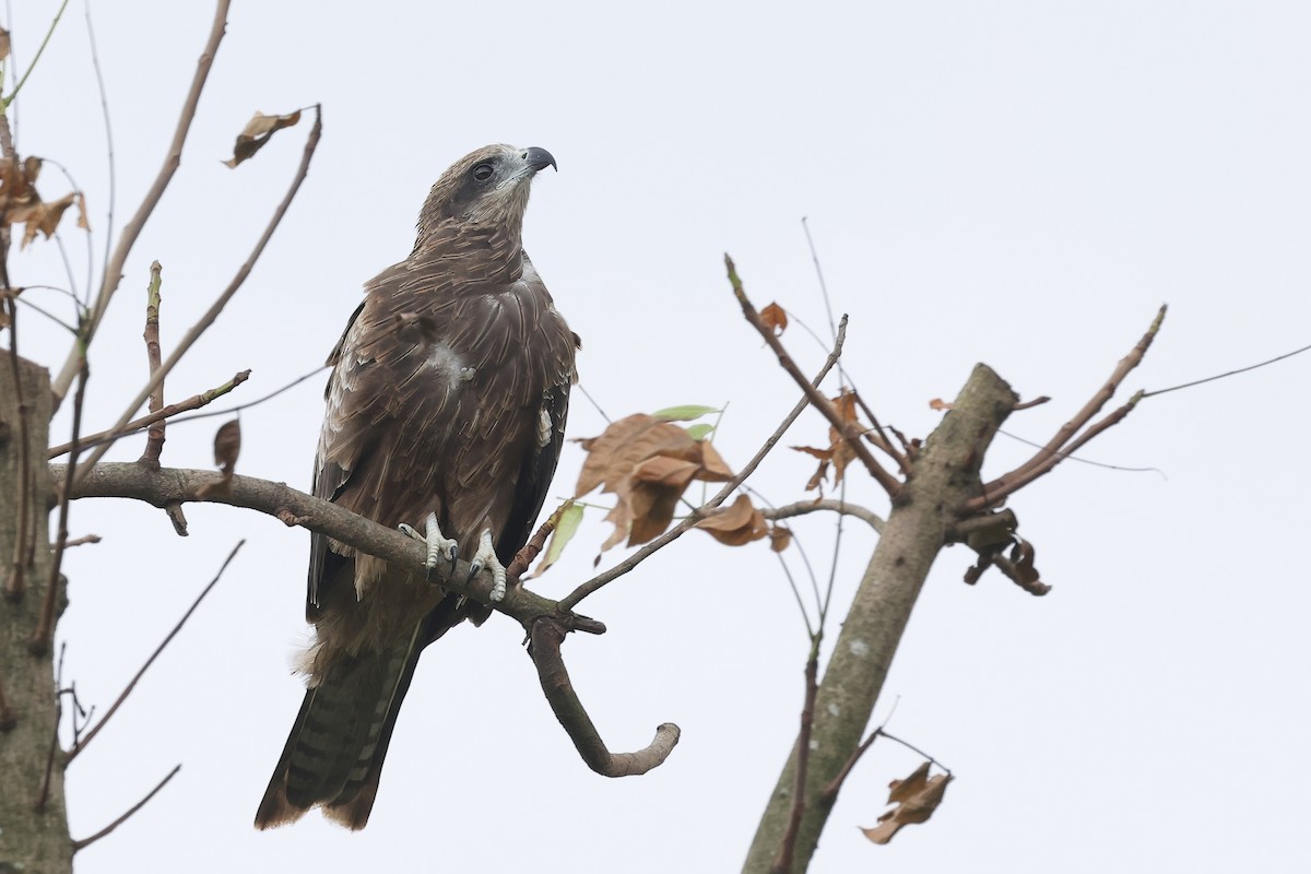 Сохор элээ - ML644410574