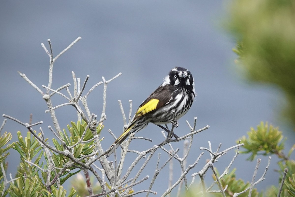 Weißaugen-Honigfresser - ML644410593