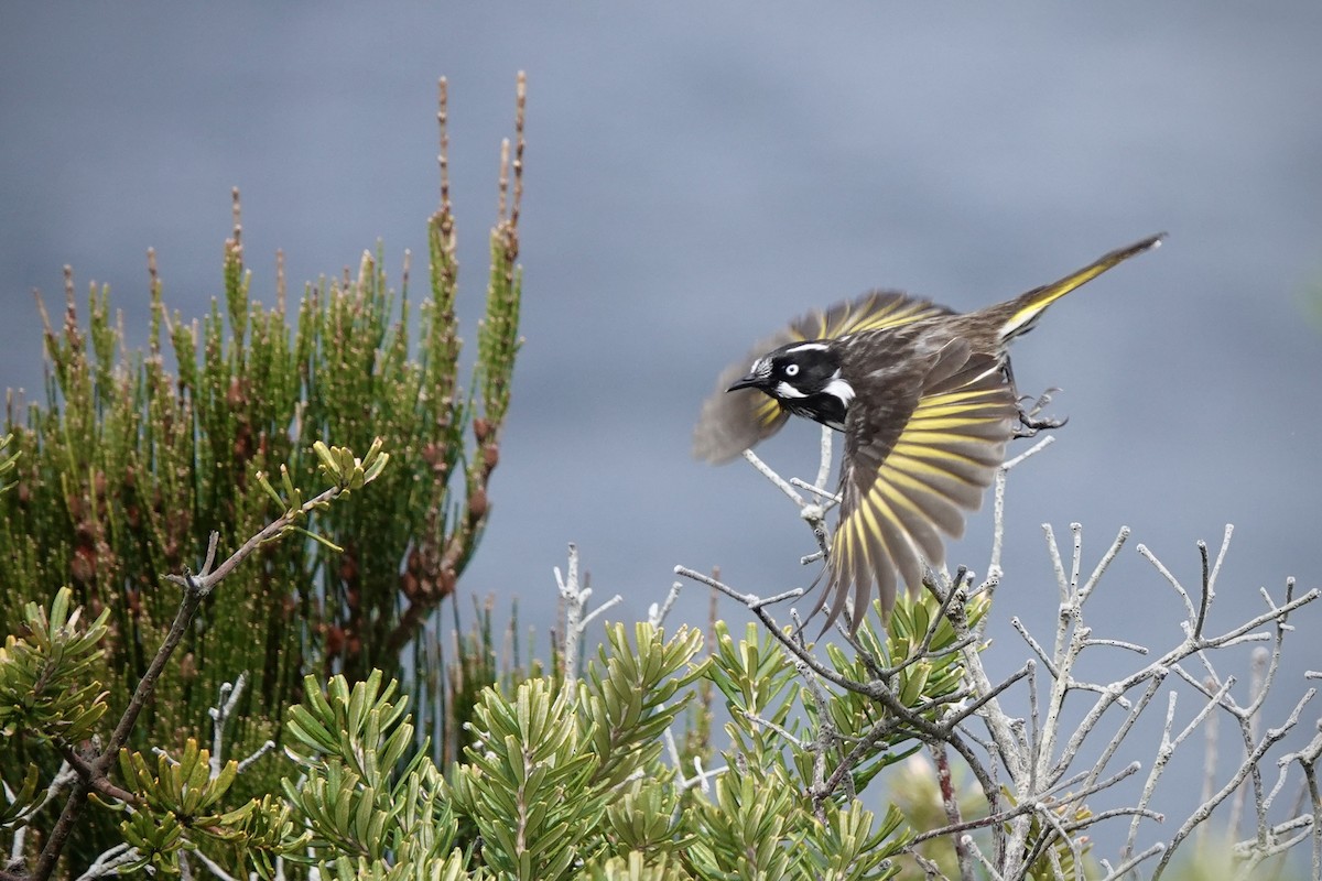 Weißaugen-Honigfresser - ML644410594